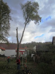 Baumfllarbeiten