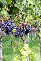 Weinwanderung